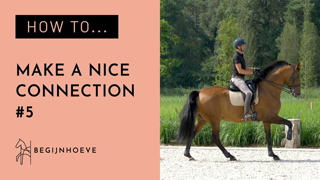 How to improve the contact with your horse?  | Begijnhoeve | How to #5