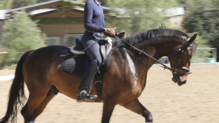 How to Sit in the Saddle and Move with your Horse